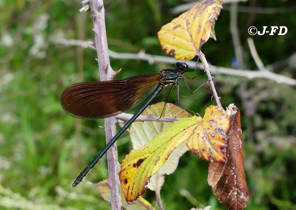 calopetryx haemorrhoidalis